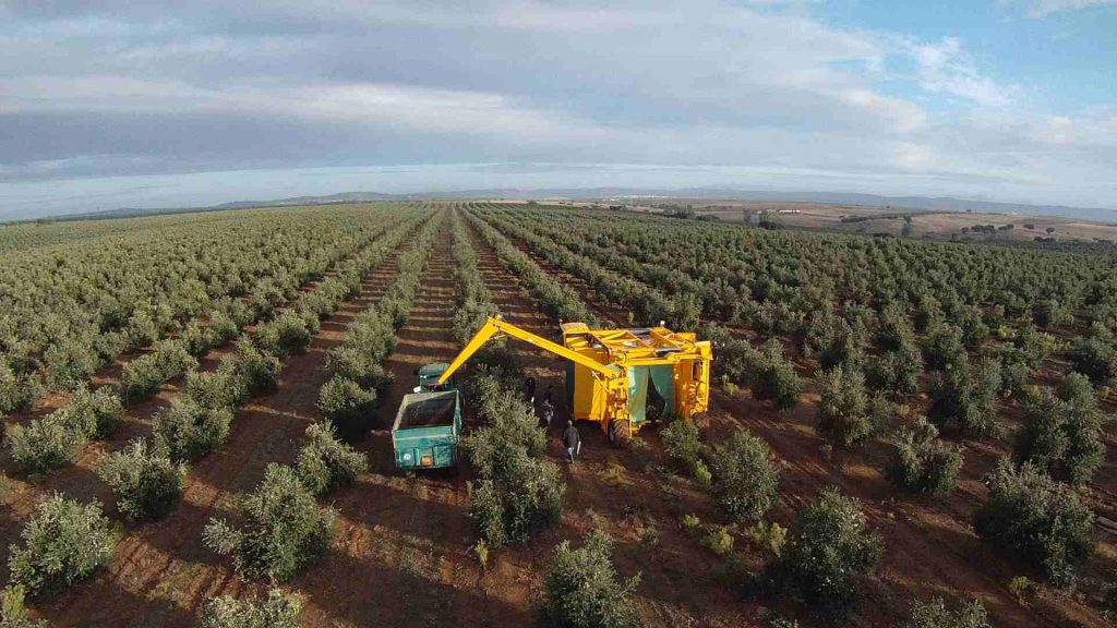 Oléiculture : augmentation de 55% de la superficie cultivée en dix ans dans l’Oriental
