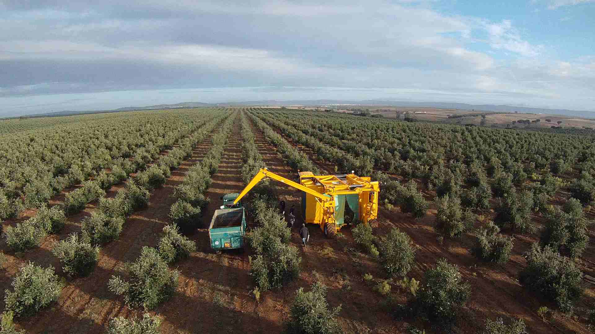 Oléiculture : augmentation de 55% de la superficie cultivée en dix ans dans l’Oriental
