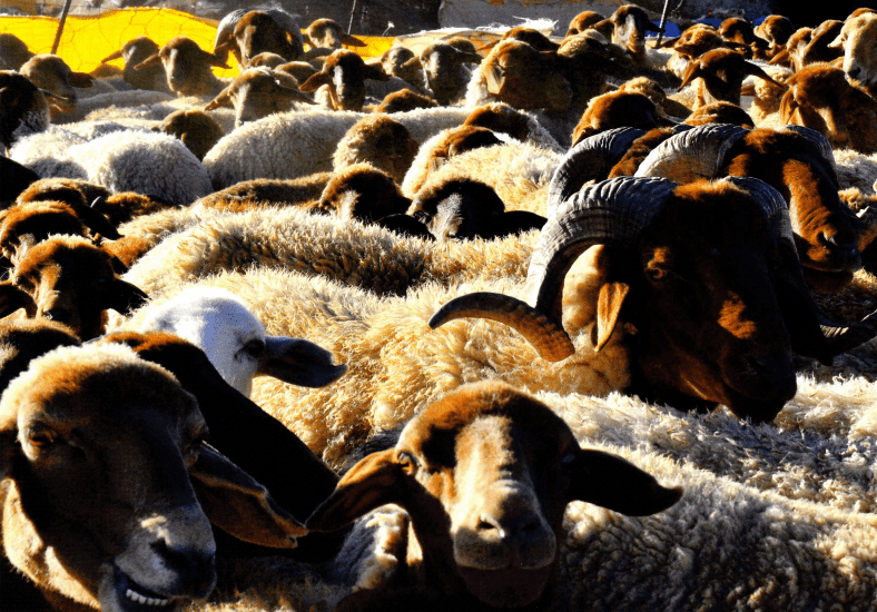 Focus sur la race ovine de Beni Guil