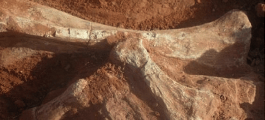 Découverte d’importants gisement de dinosaures dans la région de figuig